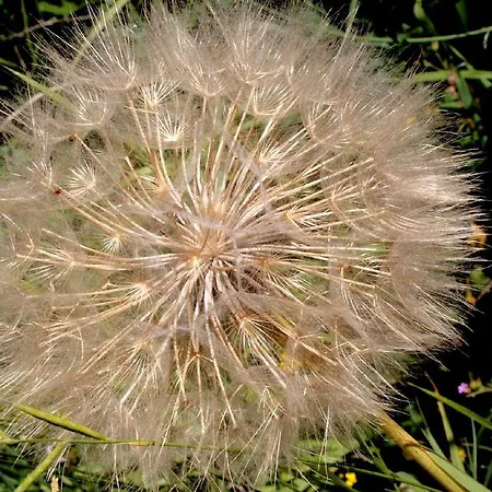 팜스테이 Monte Acuto *