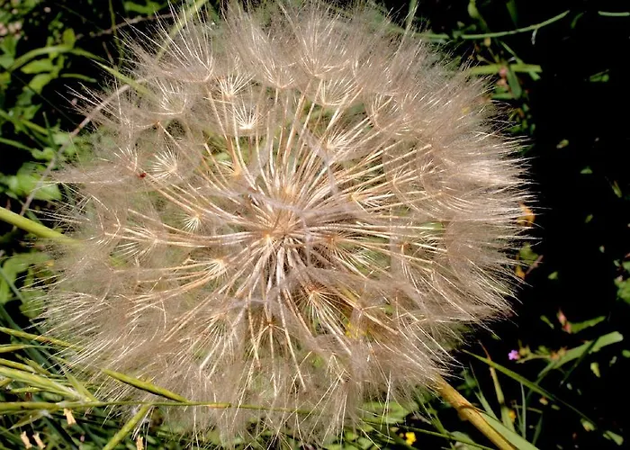Farmház Monte Acuto *